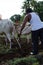 Ploughing of field by traditional method