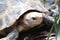 A Ploughshare Tortoise basking under the midday sun