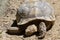 A Ploughshare Tortoise with eyes closed basking under the sun