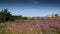 Ploumanach pink granite rocks. Bretagne France