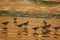 Plover birds at sunset