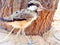 Plover chick