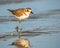 A Plover searching food