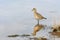 Plover on shallow