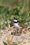 Plover small (Charadrius dubius) hunting beak sand eyes