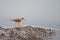 Plover wading on mud bank