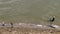 A plover walking her very young chick