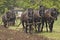Plow Horses Team Plowing Farm Cornfield