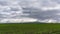 Plowed farm field with young green shoots