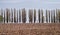 Plowed field on the background of a row of poplars.