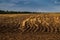 Plowed field after harvesting grain