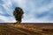 Plowed field, lonely tree in field in autumn