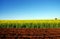 Plowed Field and Oilseed Field Canola