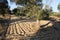 Plowed field, olive grove in Attica, Greece
