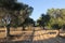 Plowed field, olive grove in Attica, Greece