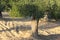 Plowed field, olive grove in Greece