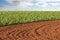 Plowed field and potato crop