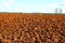 Plowed field prepared for sowing winter crops