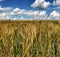 Plowed field for spikelet wheat in brown soil on open countryside nature