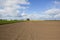 Plowed field in springtime with wheat