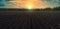 Plowed Field with Sunflower Shoots at Sunset: Panoramic Background for Agribusiness