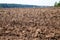 Plowed field with tractor traces in spring time, farm soil background, sown cereals. Selective focus
