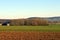 Plowed field and young thumb with a grove