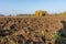 Plowed fields in autumn, farmland prepared for winter, furrow field and autumn landscape