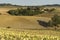 Plowed fields and sunflower plantation