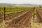 Plowed furrows in Hanadiv valley, Israel