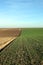 Plowed and green wheat field