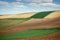 Plowed and green wheat field on hill