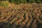 Plowed ground and bushes in a farm