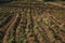 Plowed ground and bushes in a farm