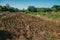 Plowed ground and bushes in a farm