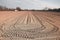 Plowed land field with geometric lines by agricultural machinery