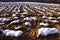 Plowed winter farmland field covered snow