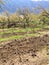 Plowing garden with large trees. Springtime plowing the field. in the distance, the farmer and the horse plow the farmers field