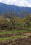 Plowing garden with large trees. Springtime plowing the field. in the distance, the farmer and the horse plow the farmers field