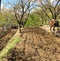 Plowing garden with large trees. Springtime plowing the field. in the distance, the farmer and the horse plow the farmers field