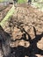 Plowing garden with large trees. Springtime plowing the field. in the distance, the farmer and the horse plow the farmers field