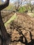 Plowing garden with large trees. Springtime plowing the field. in the distance, the farmer and the horse plow the farmers field