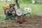 Plowing a plot for gardening with a gasoline cultivator with special wheels