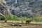 Plowing a small field with a wooden plow and two bulls on 29 Mar