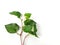 Plu Kaow leaf (Houttuynia cordata Thunb.) isolated on white background,Selective focus
