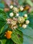 Pluchea indica flower image india day daylight field leaf