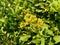 Pluchea indica Indian camphorweed, Indian fleabane, Indian pluchea, Baccharis indica L flower with natural background