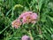Pluchea indica Indian camphorweed, Indian fleabane, Indian pluchea, Baccharis indica L flower with natural background