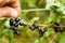 Pluck Blackcurrant fruit on the bush. Harvest of ripe fluffy blackcurrant. Black fruits on a green background.