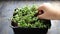 Pluck harvest radish microgreens on a black background in a black container